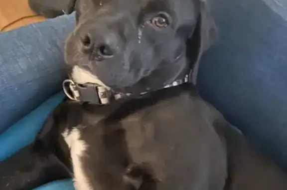 Lost: Unique Pit-Weenie Mix on Pershing