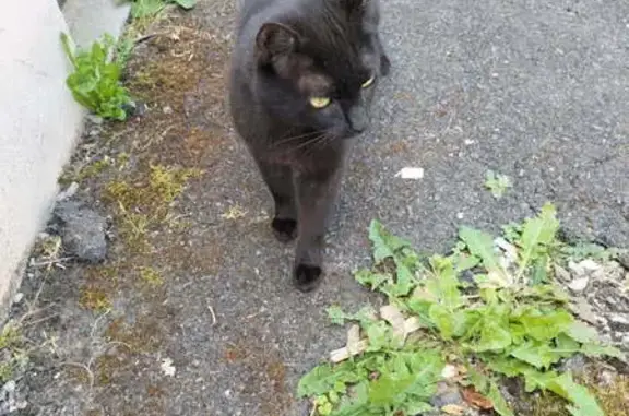 Chat sociable cherche compagnie, Brive-la-Gaillarde - photo
