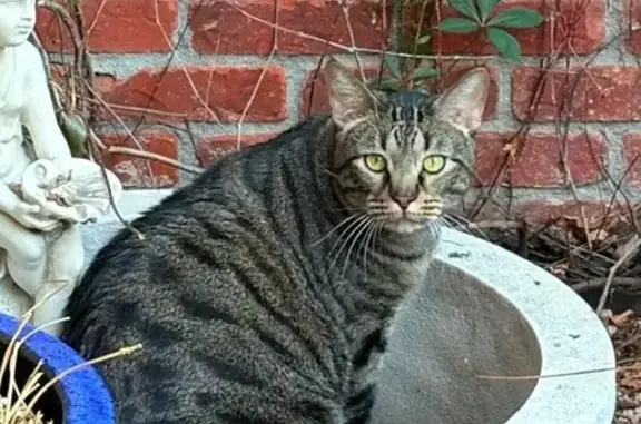 Missing: Large Brown/Black Tabby Cat