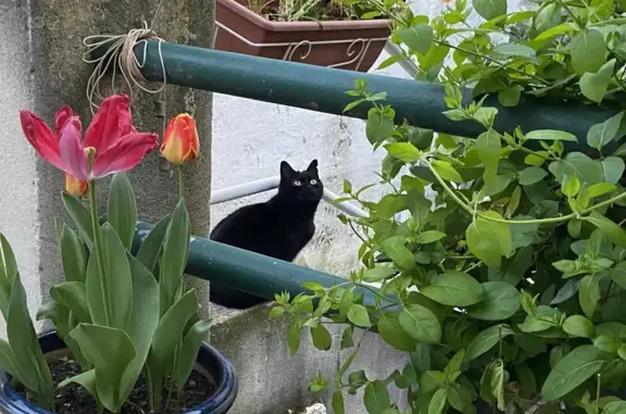 Chatte noire perdue, stérilisée, Calvisson - photo