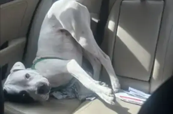 Lost Dog: White with Black Eye, McCoy Rd