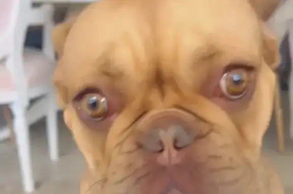 Chienne perdue Bouledogue marron Grasse - photo