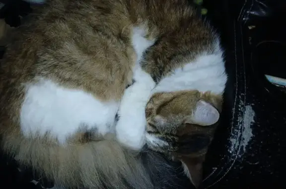 Lost Cat: Fluffy Tabby with Brown Mustache