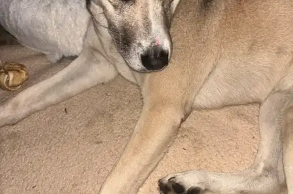 Rescue Needed: Found Dog in Brooklyn