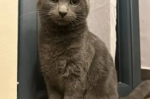 Animaux perdus , photo: Chatte grise Minette perdue, Le Mesnil
