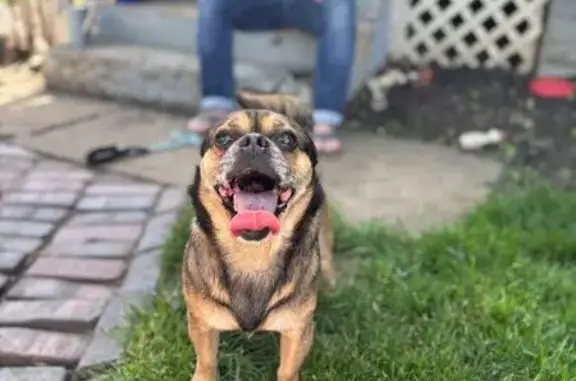 Friendly Chihuahua Mix Found in Avondale
