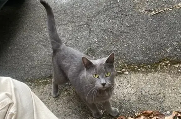 Chat gris trouvé dans parking à Tours - photo