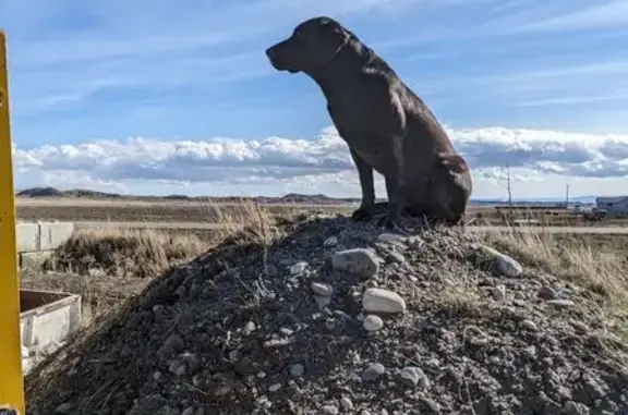 Lost Dog: Friendly, Microchipped in MT