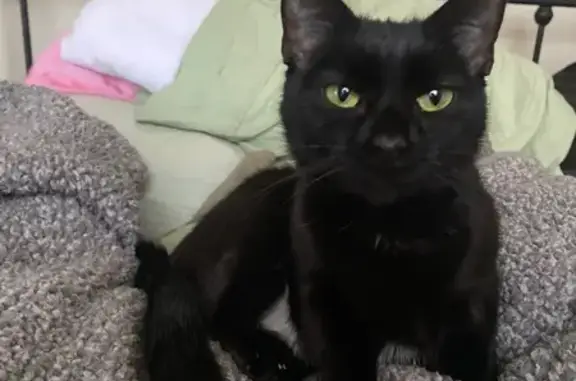 Lost Black Cat: Naya Near N Lawndale