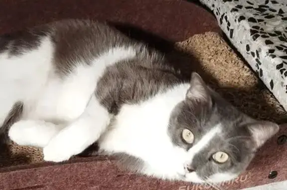 Gato Perdido: Blanco y Gris en Águilas