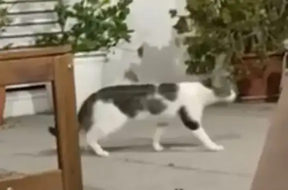 Gato Asustado Encontrado en l'Hospitalet