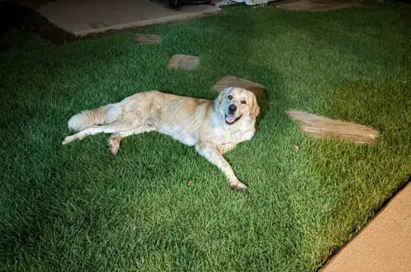 Found: Large Tan & White Dog, Muirwood Trail