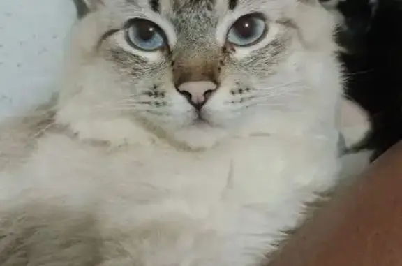 gato desaparecida