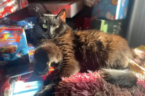 Help Find Luna: Lost Black Cat in Aurora