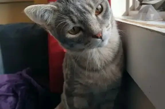 Lost Grey Cat with Eye Condition - Eliot