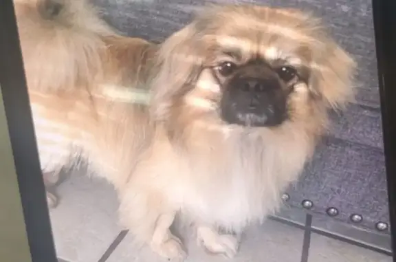 Lost: Fluffy Light Brown Dog in Jax