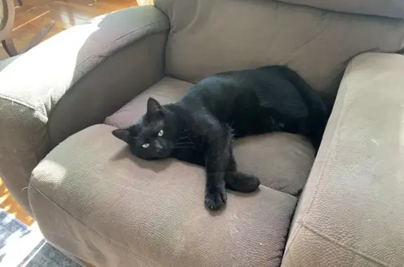 Help Find Coal: Lost Black Cat in Cleveland