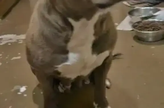 Found: Female Brown Pit Mix in Tampa