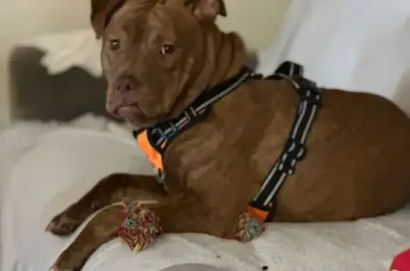 Lost Brindle Puppy Rosie in Bedford