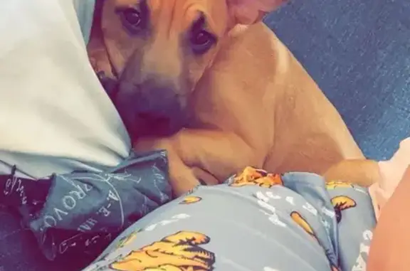 Lost Friendly Dog: German Shepherd Mix