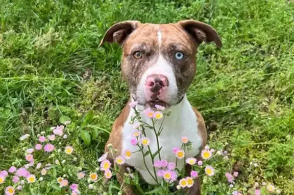 Lost Dog: Unique Eyes, No Tail, Powell Rd