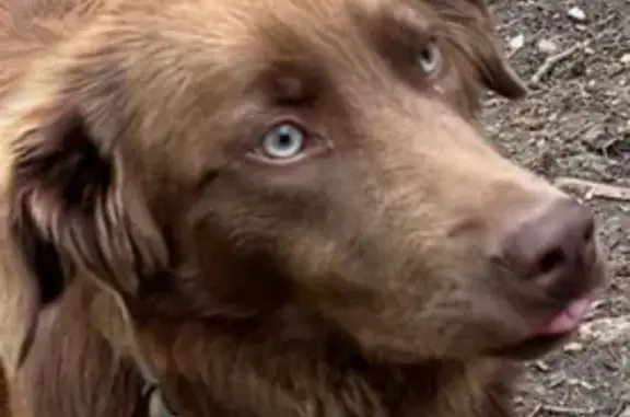 Lost Dog: Reddish Brown, Deaf, Cactus Collar