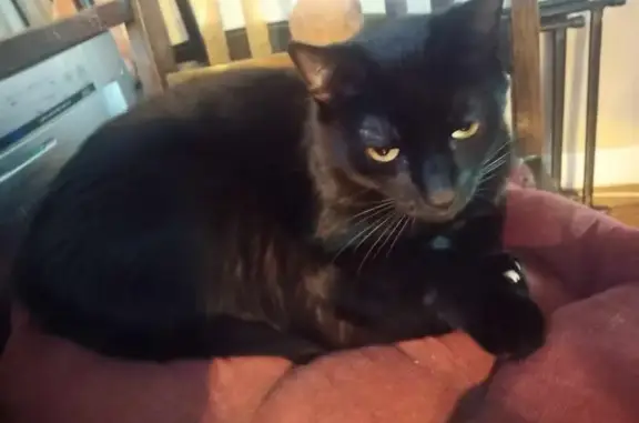 Lost Black Cat: Loki, Shy & Polydactyl