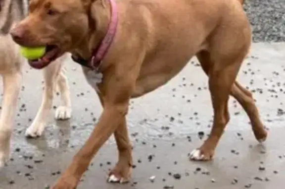 Lost Dog Cassie: Help Bring Her Home!