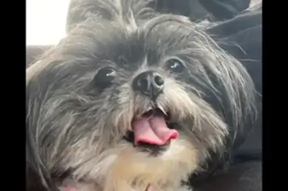 Lost Shih Tzu in Albemarle: Help Find Her!