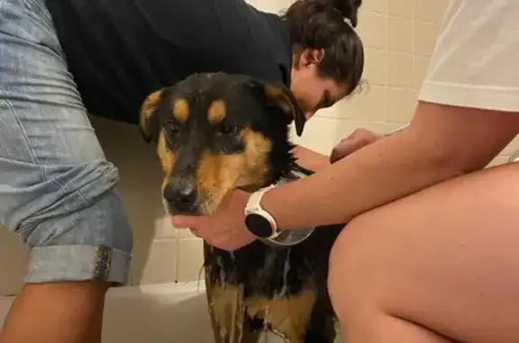 Found: Medium Black & Brown Dog in 14103