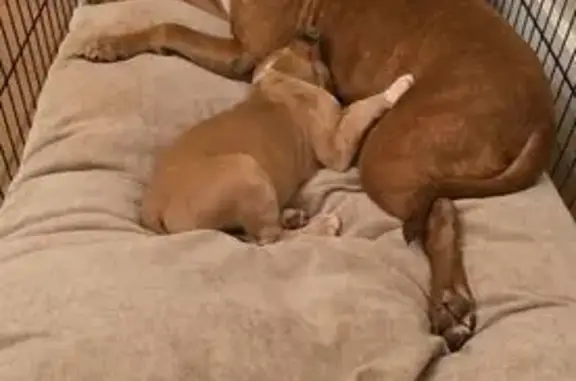 Lost Pitbull: Harley Quinn in Jonesboro