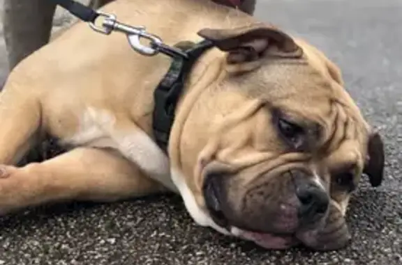 Help Find Our Beloved Lost Dog in Milwaukee!