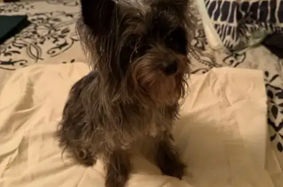 Found: Unaltered Male Yorkie in Bryant