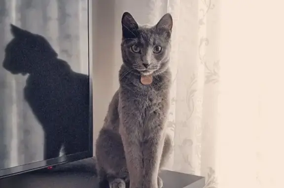 Help Find Dymok: Missing Cat in Plainfield