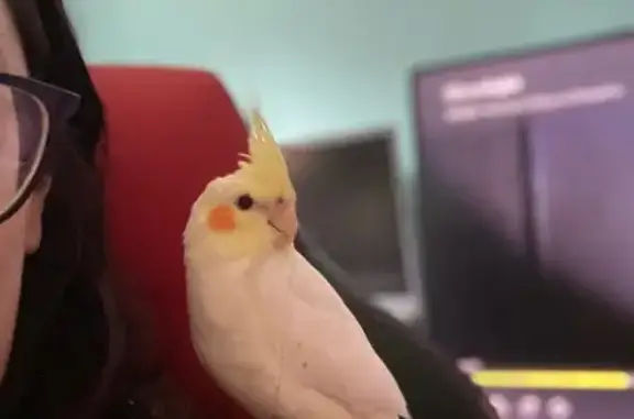 Lost pets , photo: Lost White Bird: Yellow Head, Orange Cheeks