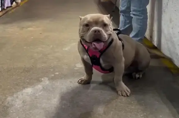 Lost Tan Bully: Spot on Back, Warner Robins