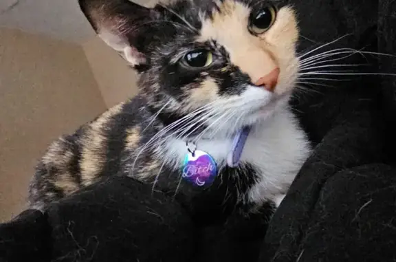Lost Calico: Sweet, Friendly, Purple Collar