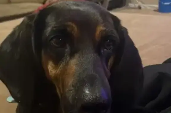 Lost Blind Diabetic Hound: Valles Mines
