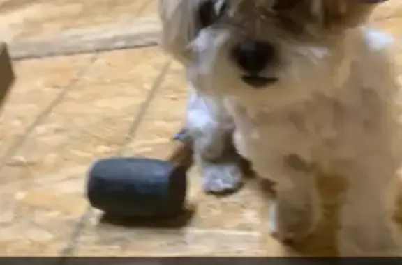 Lost Dog: Injured on Luverne St, Memphis