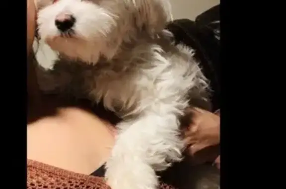 Lost White Maltese on Wainwright Ave