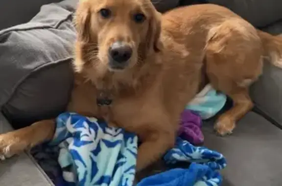 Lost: Friendly Golden Retriever in Mineola
