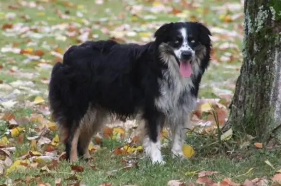 Lost Black Tri Aussie with Blue Eyes