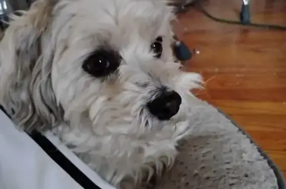Lost White Havanese on Oak Street