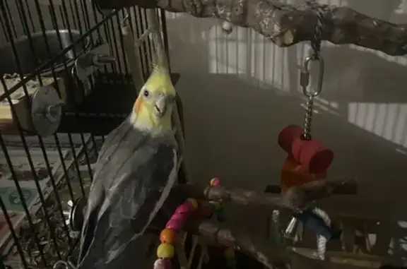 Lost Bird: Gray & Yellow, Says 'Margaret'