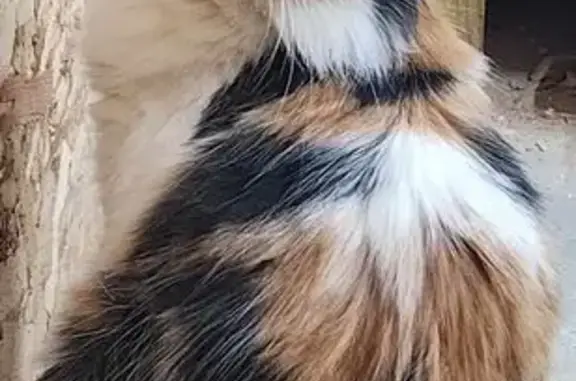 Lost Calico Cat: Cali Missing in Springfield