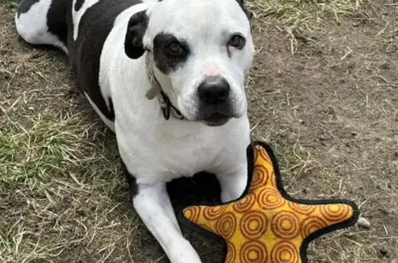 Lost American Bulldog Mix on West Hollenback