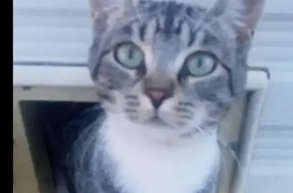 Lost: Friendly Tabby with Swirl Marks