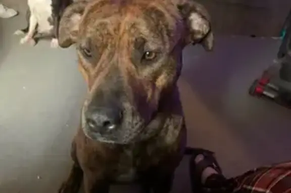 Lost Dog Near East West Resort Road