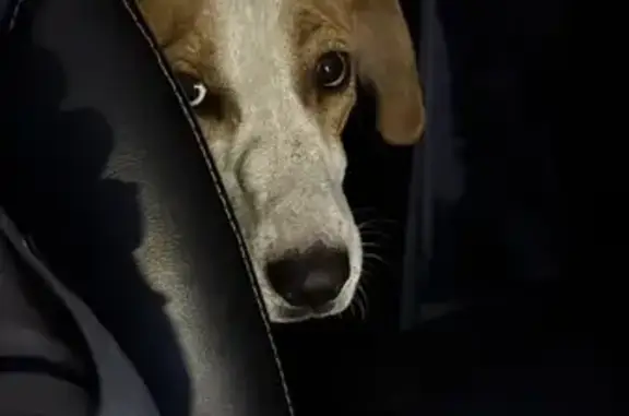 ¿Es tu perro? Encontrado en Ermita CDMX