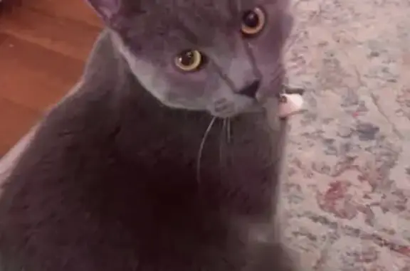 Missing: Chunky Gray Cat in Carbondale